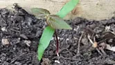 Japanese Knotweed?  |  Hi there,I have a Japanese knotweed problem in my area, but am alarmed to see...