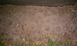 Divots in the Sand... Insects???  |  We live in west central Florida and have seen this phenomenon in theyard around...