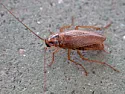 Getting rid of 'water bugs' |  The one I killed at the Giant looked like a "Palmetto Bug" and may have come up...