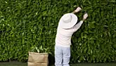 Minimum Spacing Between Plants in Photinia Hedge  |  This would work for any informal hedge. However, we should not plant oleander...