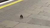 Please tell me they are not mice  | next thread &raquo;