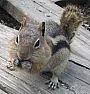 What's Stealing Squirrel Bait? (Have-a-heart) |  Make sure trigger is sensitive enough, sometimes traps get a little creaky and...