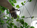 Moonflower vine mutation. Help!  |  I grew an Ipomoea alba vine which sported an offshoot bearing ruffled purple...