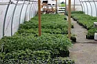 Re(2): Family Contest  |  Also being in the western Washington/Oregon area, I've grown both peppers...