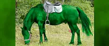 GREEN.... MORE GREEN..... ALL GREEN !  |  It's St. Patricks Day, and that means everything must be green.  Your...