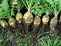 chive talkin'  |  Wife likes turnips but she's of German descent, I'm Native American and ...