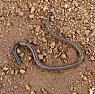 Gavin |  It depends on the earthworm species, some can, in general they can regrow a new...