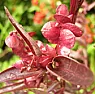Help identifying purple plant  |  Help identify Purple Plant Grows on my allotment each year, no fruit andcomes to...