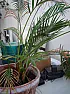 Poorly Palm  |  Hi,I am a total novice and am trying to find out what's wrong with thispalm...