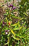 First Goji Berry!  | &laquo; previous thread