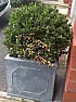 Is this Box blight?  | next thread &raquo;
