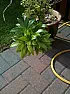 Name this plant!(Please!)  | &laquo; previous thread