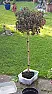 What is this called?  |  Does anybody know what this tree is called? ++ |Filename: 20170703_191317.jpg|...