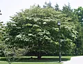 Reddish "Golf Balls" Appearing On Tree ?  |  Hi,Live outside of Boston.Have this tree in my front yard about 29 feet tall or...