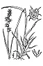 Weed problem  |   In Florida, those plants are called, generically, "sandspur"....