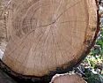 Old Wood Can Cost More Than New Lumber. People Want It Anyway.  |  Old Wood Can Cost More Than New Lumber. People Want It Anyway. Fans go to...