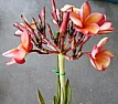 Flowering Plumeria 'India'  |  Hi Everybody,Following is a picture of Plumeria 'India'...