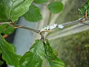 White ... something ... on young beech trees  | next thread &raquo;