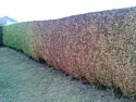 Help with Conifer hedge  |  Hi folks, this is my first post on your site after lurking about forseveral...