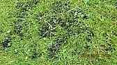 Black spots in Lawn Cork Ireland  |  Would appreciate help with lawn black spots in attached photo. My lawnis 30...