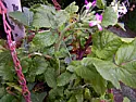 Help!!!  |  [veggie2.jpg] is radish, bolted to flowers.  At this point, you can snipthe...
