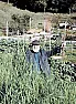 Overcrowding the garden |  Not a practitioner of the SFG method, just a gardener.General...