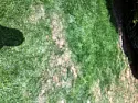 What's happening to my grass!  |  I have attached some pics of my lawn this month and one from April (withthe dog...