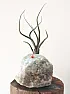 Micro-gardens and Rock-Gardens  |  Hi Guys,I just came across the phenomenon of Micro-gardens and Rock-Gardens?...