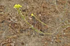 Sudden infestation with this yellow flowered low-leaved tall gangly plant  |  Hmmm... I don't know what a "root and stolon" system looks like. Most looked...