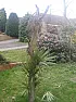 Palm tree help..  |  It's not a palm tree.  It's a cordyline or a yucca, most likely...