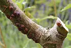 Scaly Bugs On Maple  | &laquo; previous thread