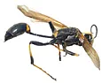 wasps down chimney |  For the last 3 Falls we gotten wasps coming down the straight galvanized...
