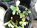 I need blackberry help  |  ...   they may if transplanted into a pot first and then grown out before...