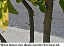 Ideas for removing sharp thorns on sidewalk lemon trees  | next thread &raquo;