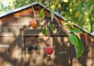 ID Please |  Looks like a Lychee but is yellow inside with small seads.Anyone any idea what...