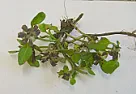 Lawn Weed I cannot identify  |  Googled until my eyeballs are popping but cannot identify and thereforeeradicate...