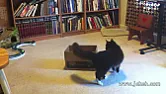 Cat proofing a stereo  |  Not the dogs I've mixed with. The breeds that do dribble are often heavily...