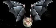 The Bats Behind the Pandemic  |  The Bats Behind the Pandemic From Ebola to Covid-19, many of the deadliest...