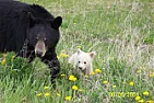 Florida man survives bear attack  | next thread &raquo;