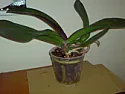 My phalaenopsis got no flower again  |  Hi,I bought a phalaenopsis one year ago. After the flower die, I have cutthe...