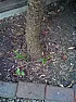 Cordyline problems.  |  Hi everyone.I have alarge cordyline which was flourishing greatly until a couple...