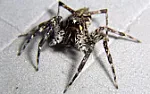 Man blows himself up trying to kill a spider | ...