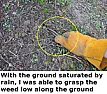 Scotch Broom & Spanish Broom removal tips  | &laquo; previous thread