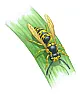bees still alive  |  Pseudo-science gobbledy-gook. "The food demands of growing yellow jacket...