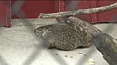 Punxsutawney Phil saw his Shadow 2/2/2012 .........  | next thread &raquo;