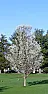 Blossoms 2018  |  Click on images to enlarge. Redspire Ornamental Pear in full blossom...