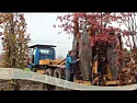 Is it possible to replant or at least drag approx 2mts distance,  an established holly tree? | &laquo; previous thread
