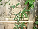 Climber ID Please!  |  Hello everyone! I have this climber in my garden and I have no idea whatit is...