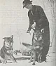 Coyote versus dog  |      snipped-for-privacy@aol.com posted for all of us... I have had quite a few...