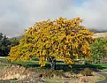 Golden Sunburst Honey locust Tree  | next thread &raquo;